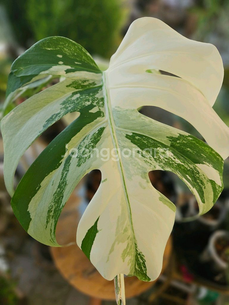 몬스테라 알보 보르시지아나--2