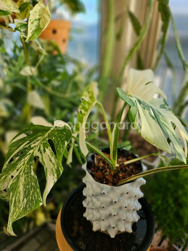 몬스테라 알보 보르시지아나--3