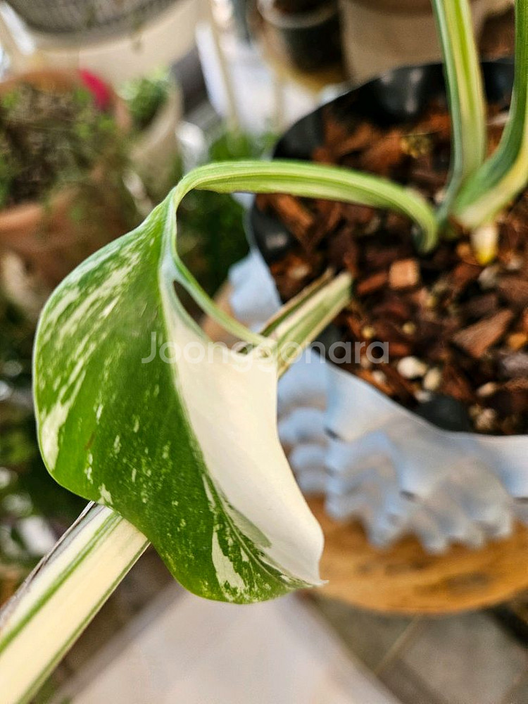 몬스테라 알보 보르시지아나--6