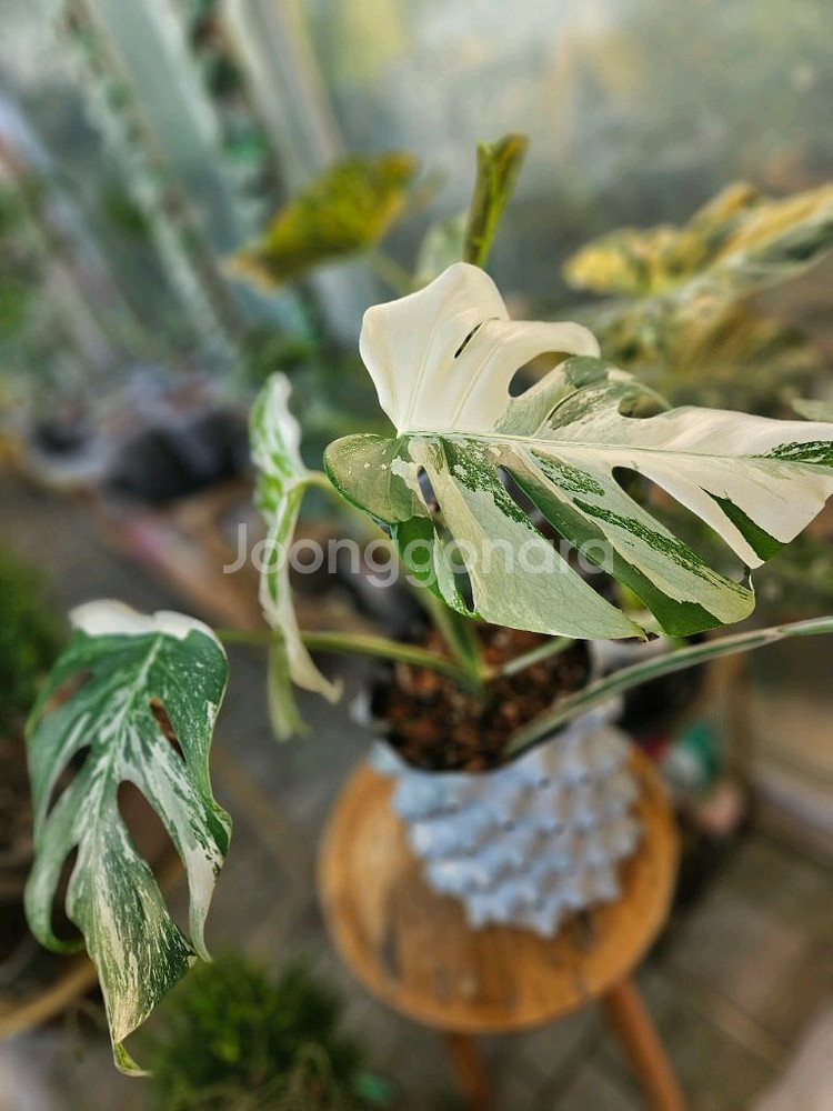 몬스테라 알보 보르시지아나--7