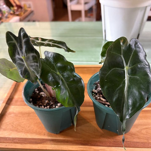 알로카시아베놈