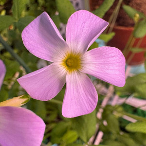 향기 사랑초 프라그란스 특5구 식재 야화 (제라늄X)