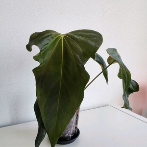 안스리움 sp.nov.DF