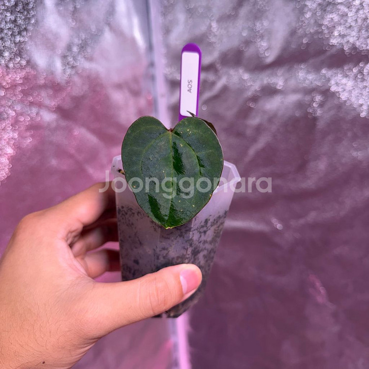 안스리움 에오스다크폼 분촉개체--0