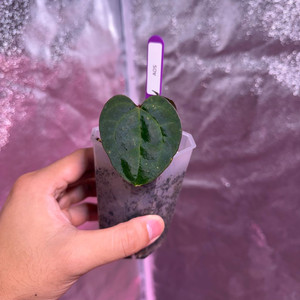 안스리움 에오스다크폼 분촉개체