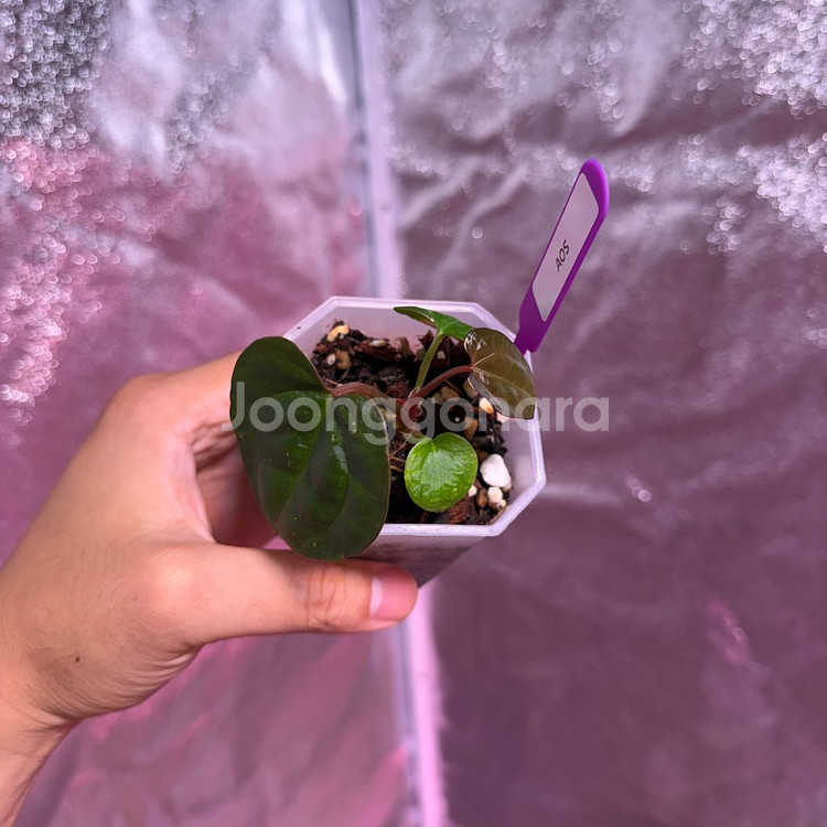 안스리움 에오스다크폼 분촉개체--2