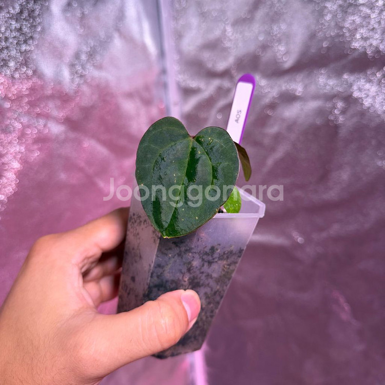 안스리움 에오스다크폼 분촉개체--1