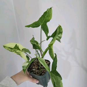 무늬싱고니움 3촉 식물 인테리어