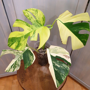 #탑4장 #잎25cm ~ 몬스테라 옐로우 바리에가타