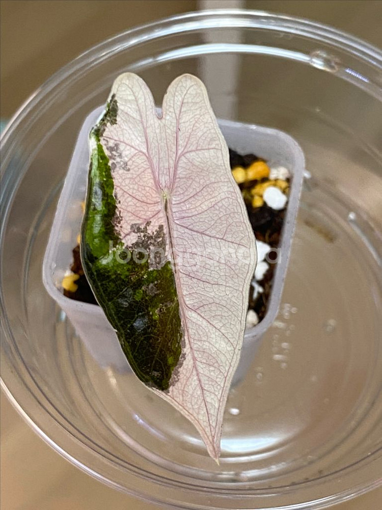 알로카시아 푸세이도 핑크바리(안스,호야x)--0