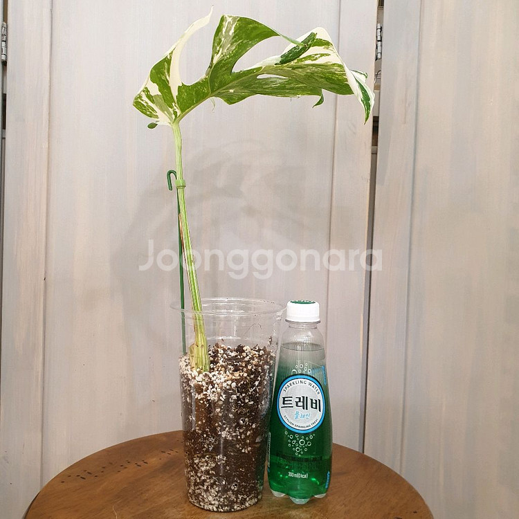 #잎26cm ~ 몬스테라 보르시지아나 알보 바리에가타--1