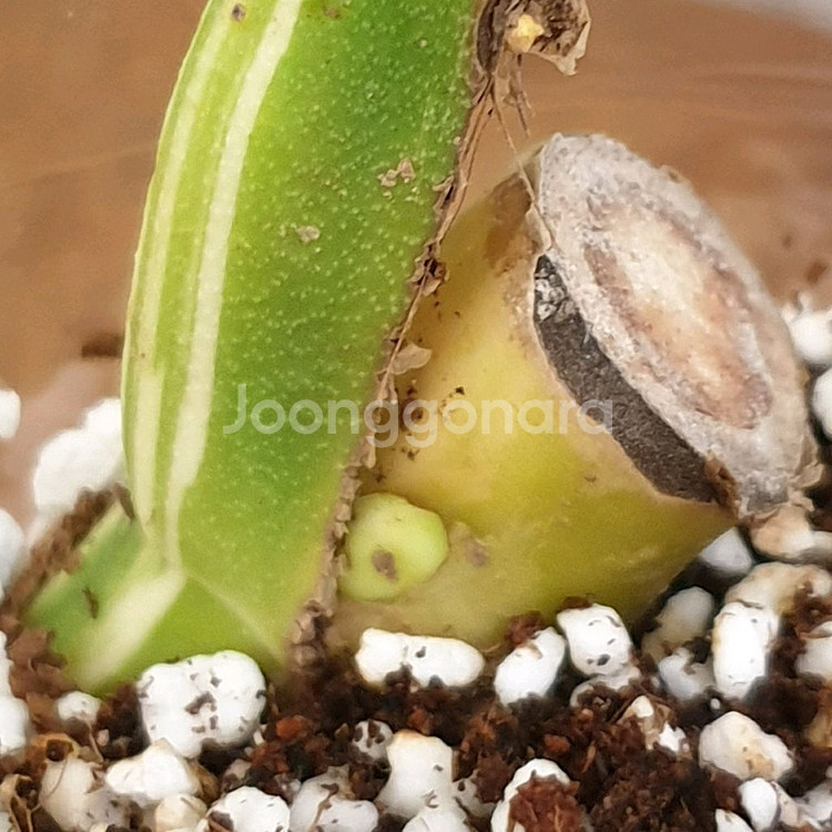 #잎26cm ~ 몬스테라 보르시지아나 알보 바리에가타--3