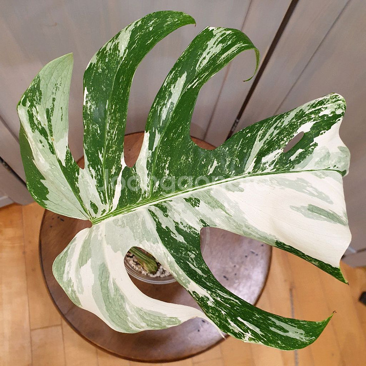 #잎26cm ~ 몬스테라 보르시지아나 알보 바리에가타--0