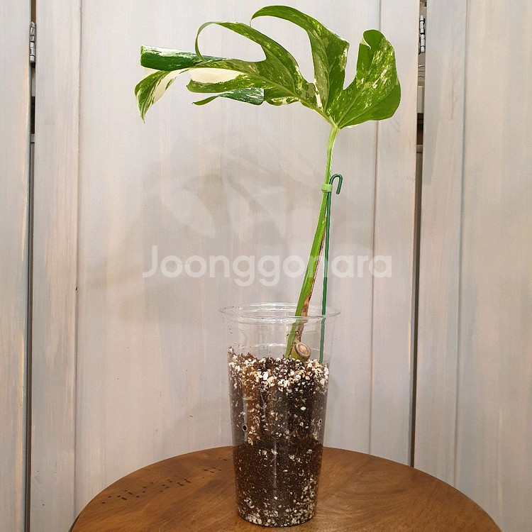 #잎26cm ~ 몬스테라 보르시지아나 알보 바리에가타--2