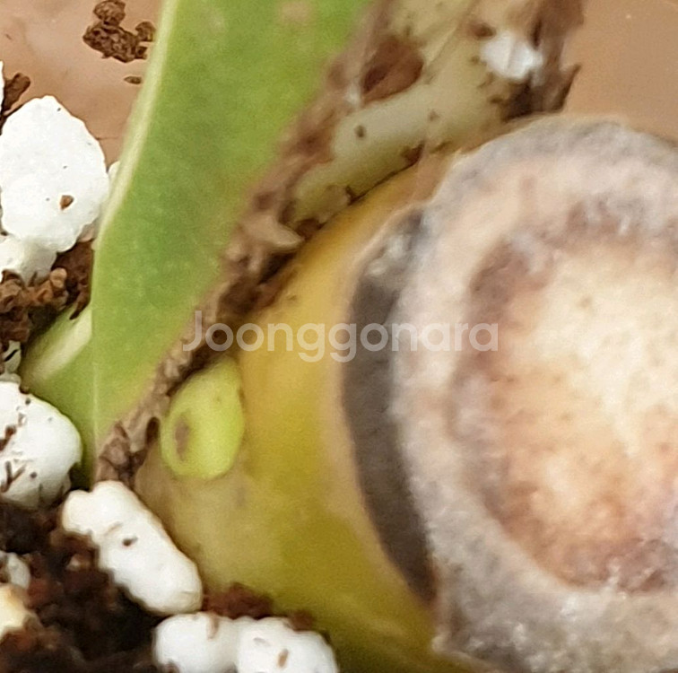 #잎26cm ~ 몬스테라 보르시지아나 알보 바리에가타--4