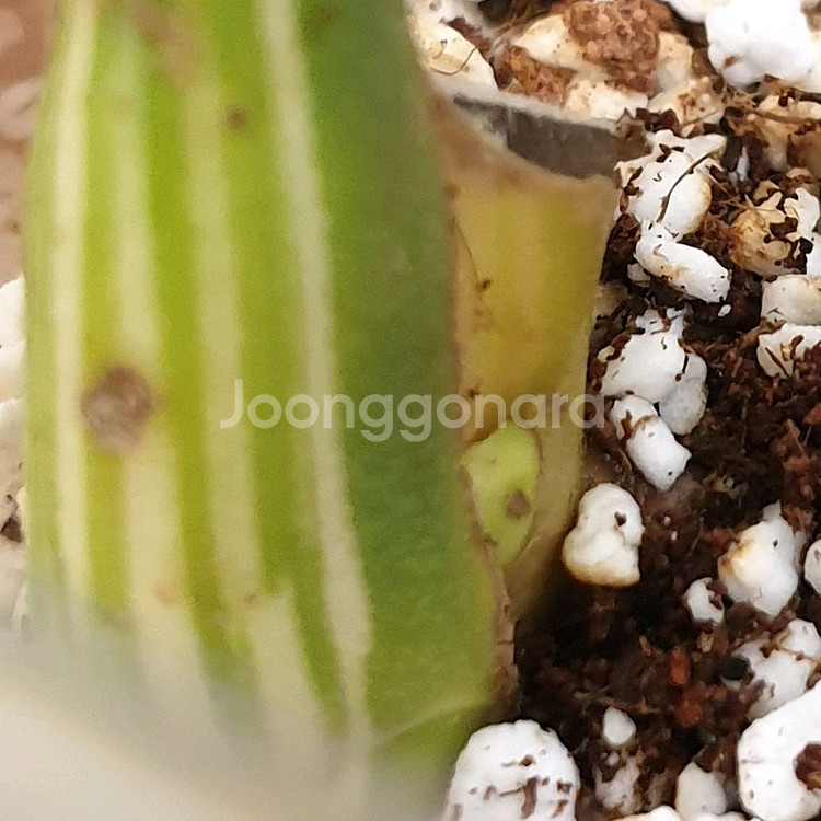 #잎26cm ~ 몬스테라 보르시지아나 알보 바리에가타--5