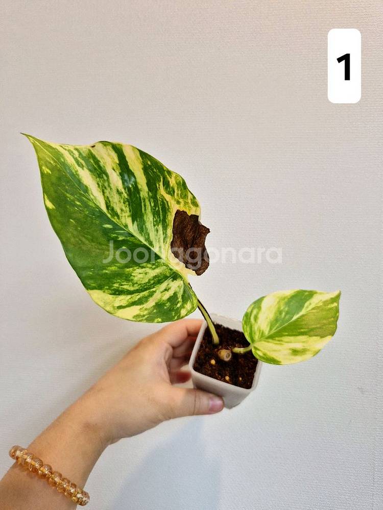 하와이안스킨답서스 (1~4번)--0