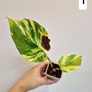 하와이안스킨답서스 (1~4번)