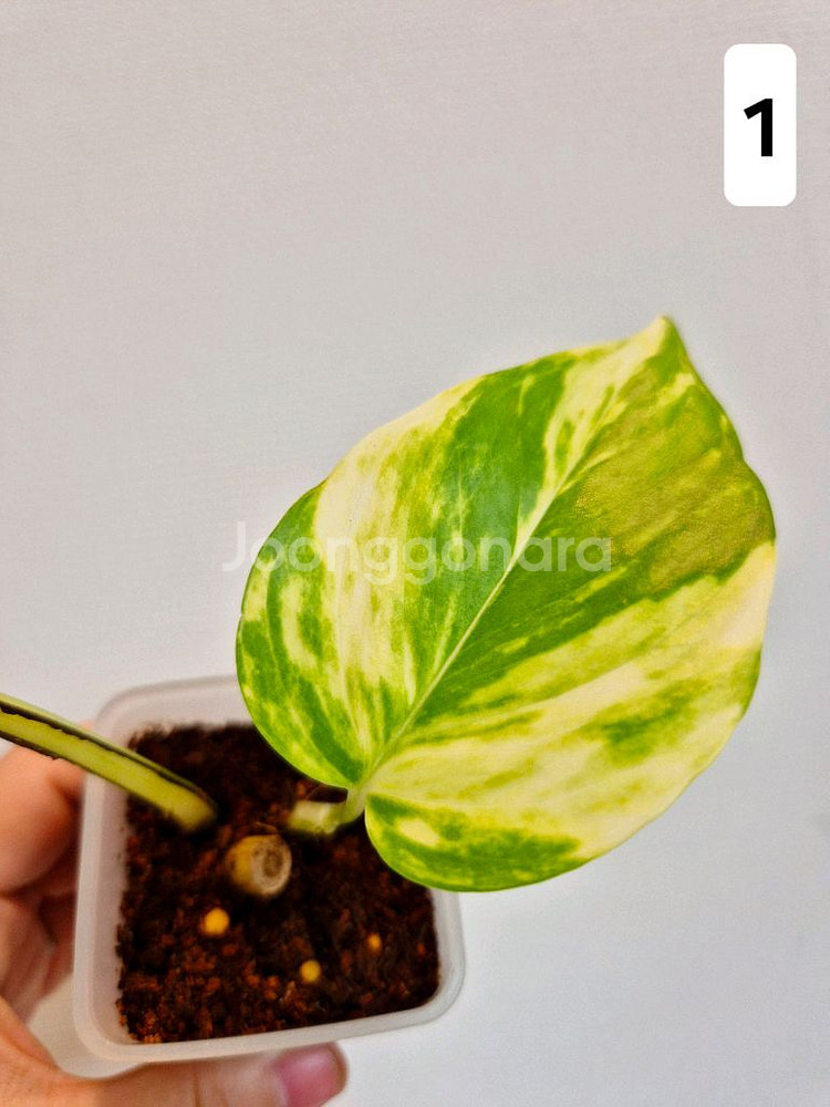 하와이안스킨답서스 (1~4번)--1