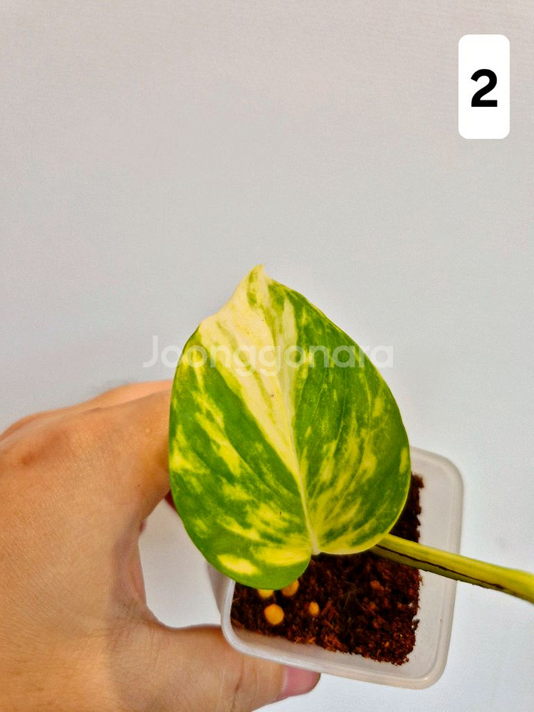 하와이안스킨답서스 (1~4번)--3