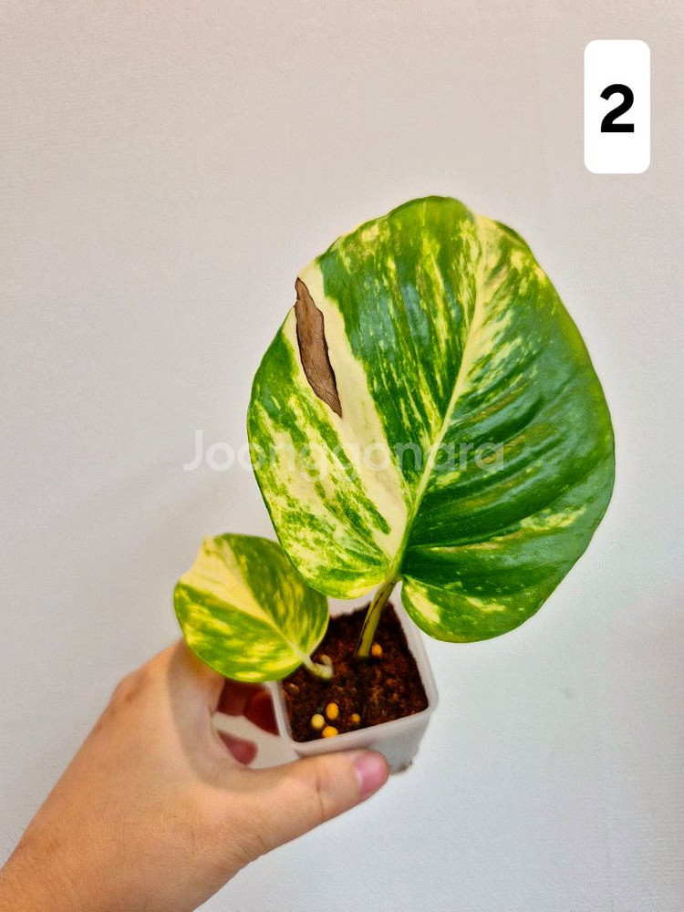 하와이안스킨답서스 (1~4번)--2