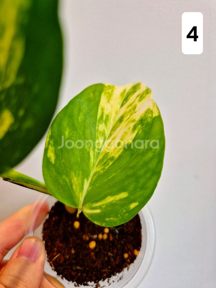 하와이안스킨답서스 (1~4번)--7