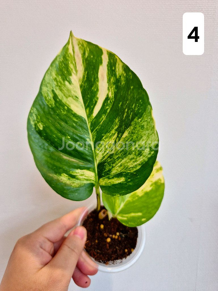 하와이안스킨답서스 (1~4번)--6