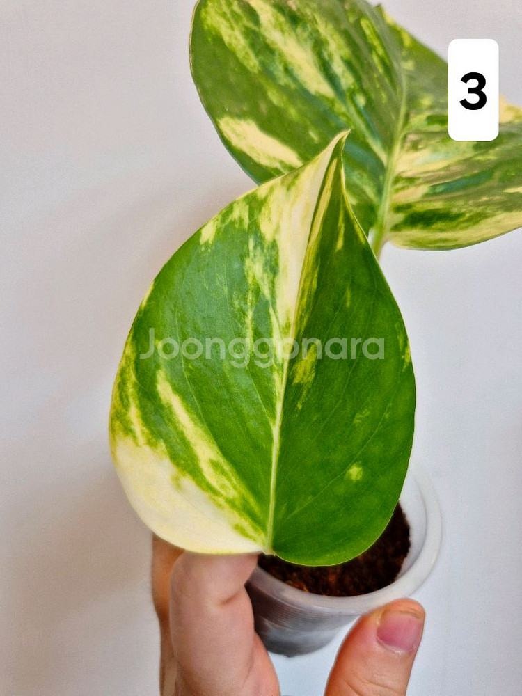 하와이안스킨답서스 (1~4번)--5