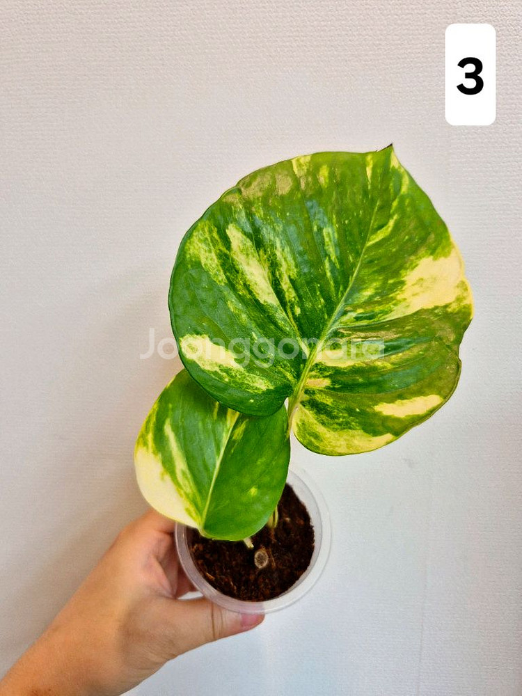 하와이안스킨답서스 (1~4번)--4