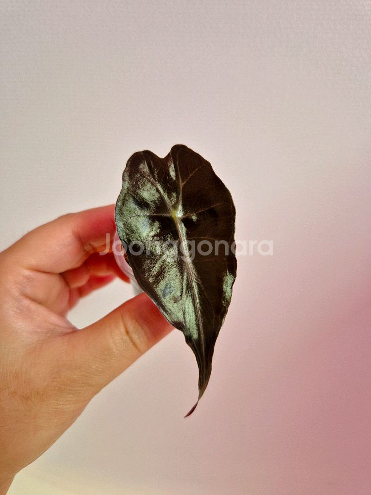 알로카시아 베놈--1