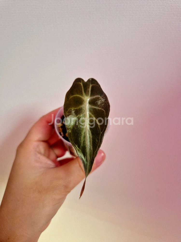 알로카시아 베놈--0