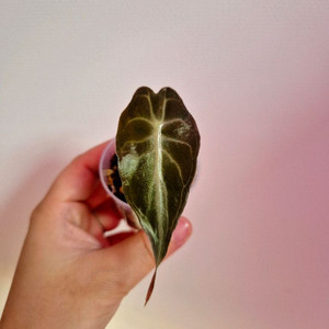 알로카시아 베놈