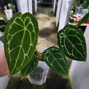 안스리움 포게티 화이트 스트라이프