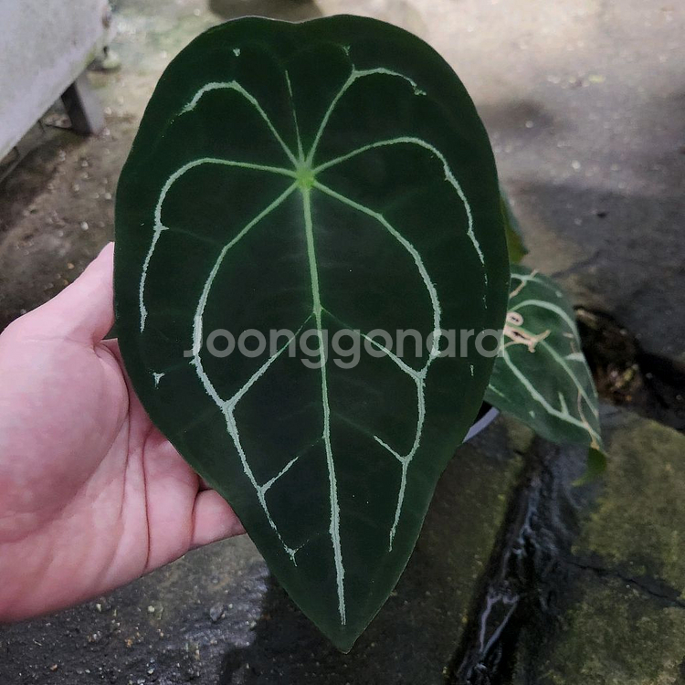 안스리움 포게티 다크폼--0