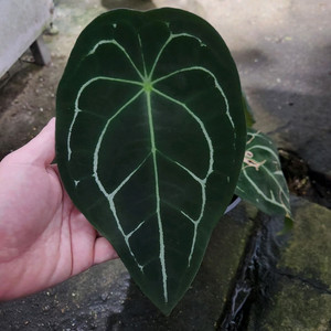 안스리움 포게티 다크폼