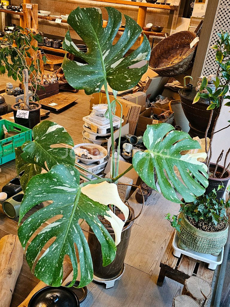 튼실한 무늬 몬스테리--0