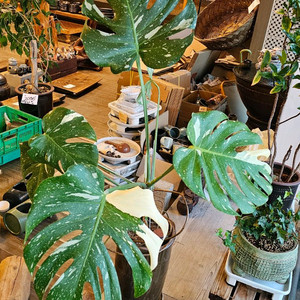 튼실한 무늬 몬스테리