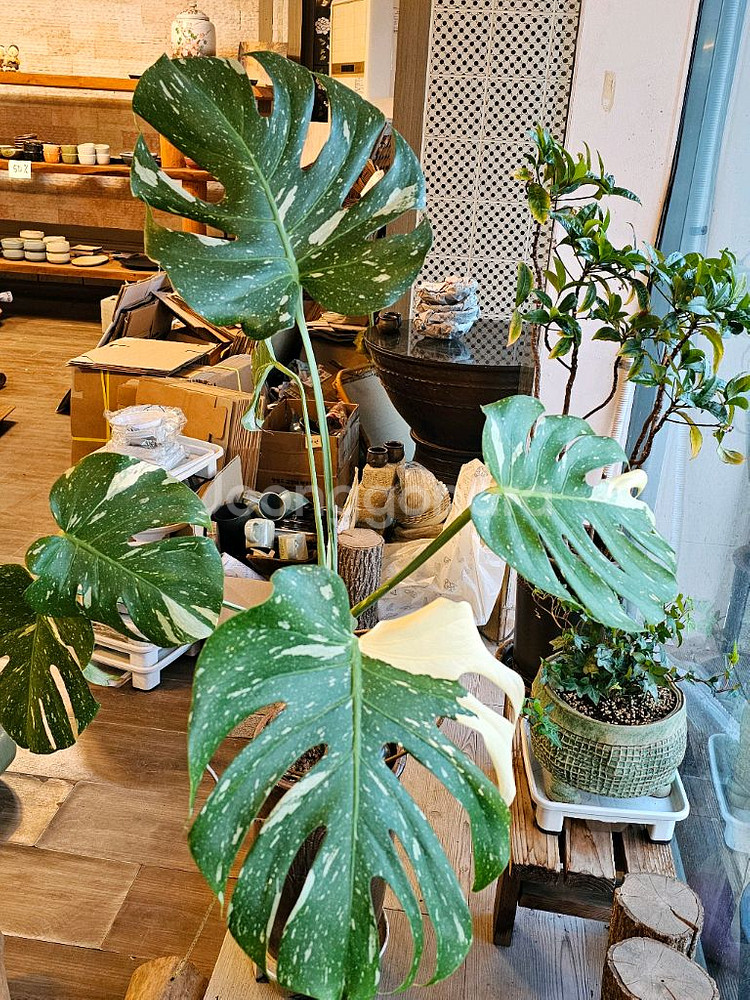 튼실한 무늬 몬스테리--1