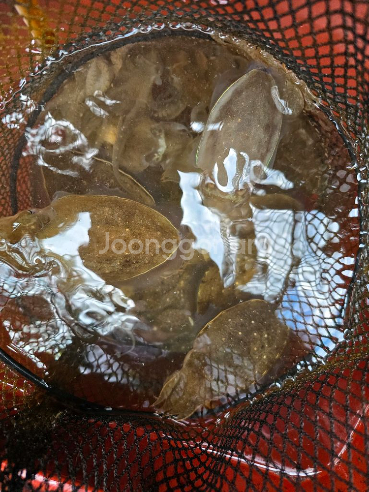 벨렘나이트환 157 175--0