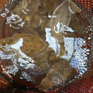 벨렘나이트환 157 175