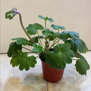 ess게이샤 제라늄