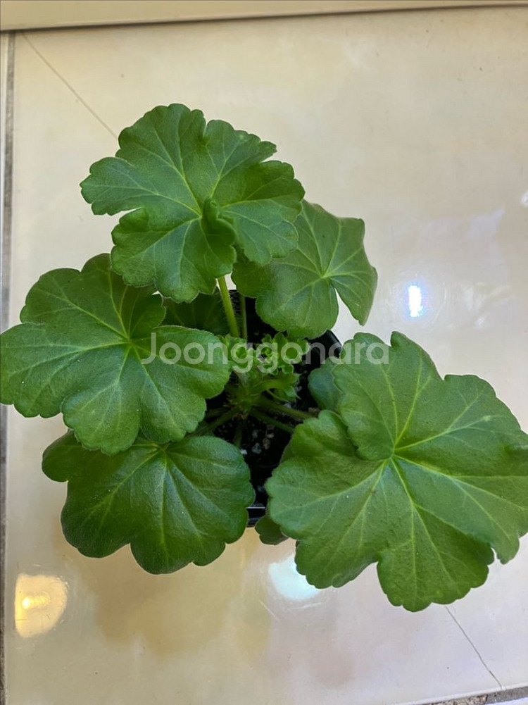 달빛물안개 제라늄--1