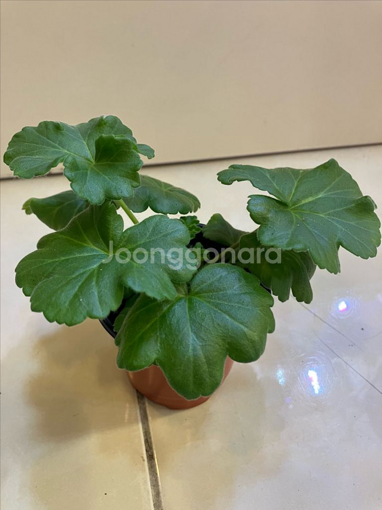 달빛물안개 제라늄--0