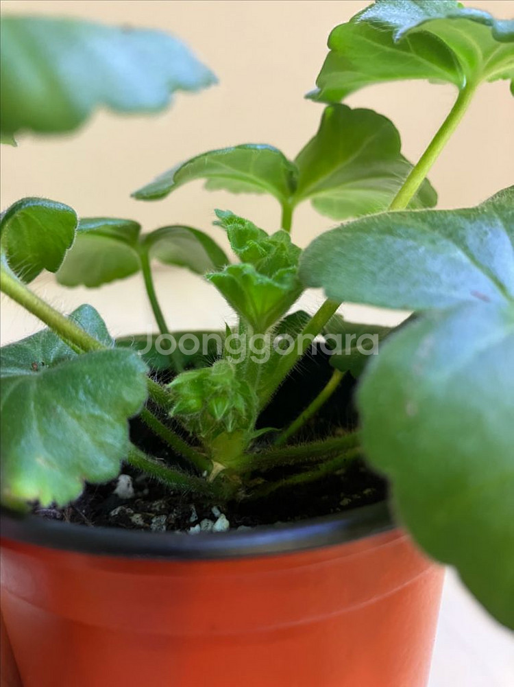 달빛물안개 제라늄--2