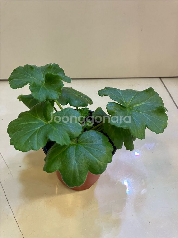 달빛물안개 제라늄--5