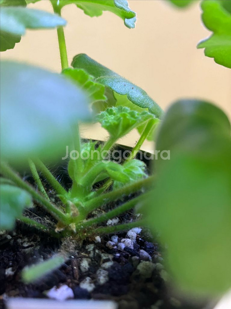 달빛물안개 제라늄--3