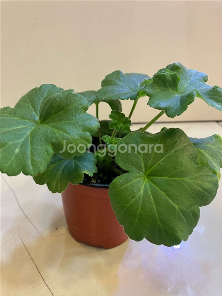 달빛물안개 제라늄--4