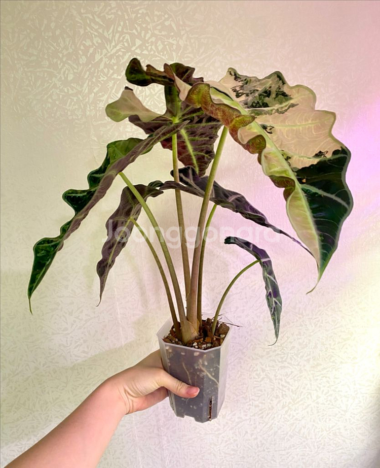 알로카시아 흰무늬거북--7