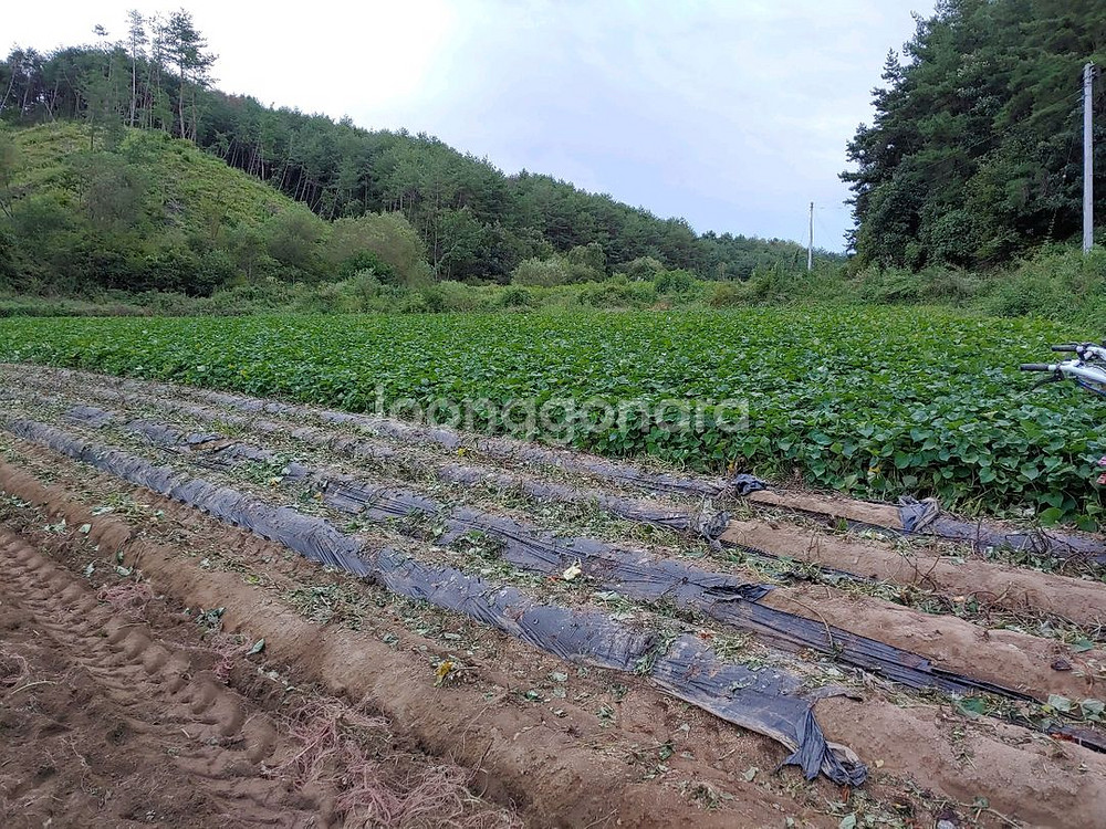 친환경 무농약 밤고구마 10kg--0