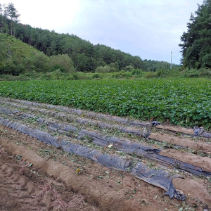 친환경 무농약 밤고구마 10kg